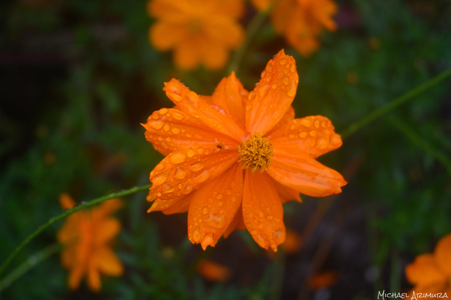 Orange Cosmos (Digital)