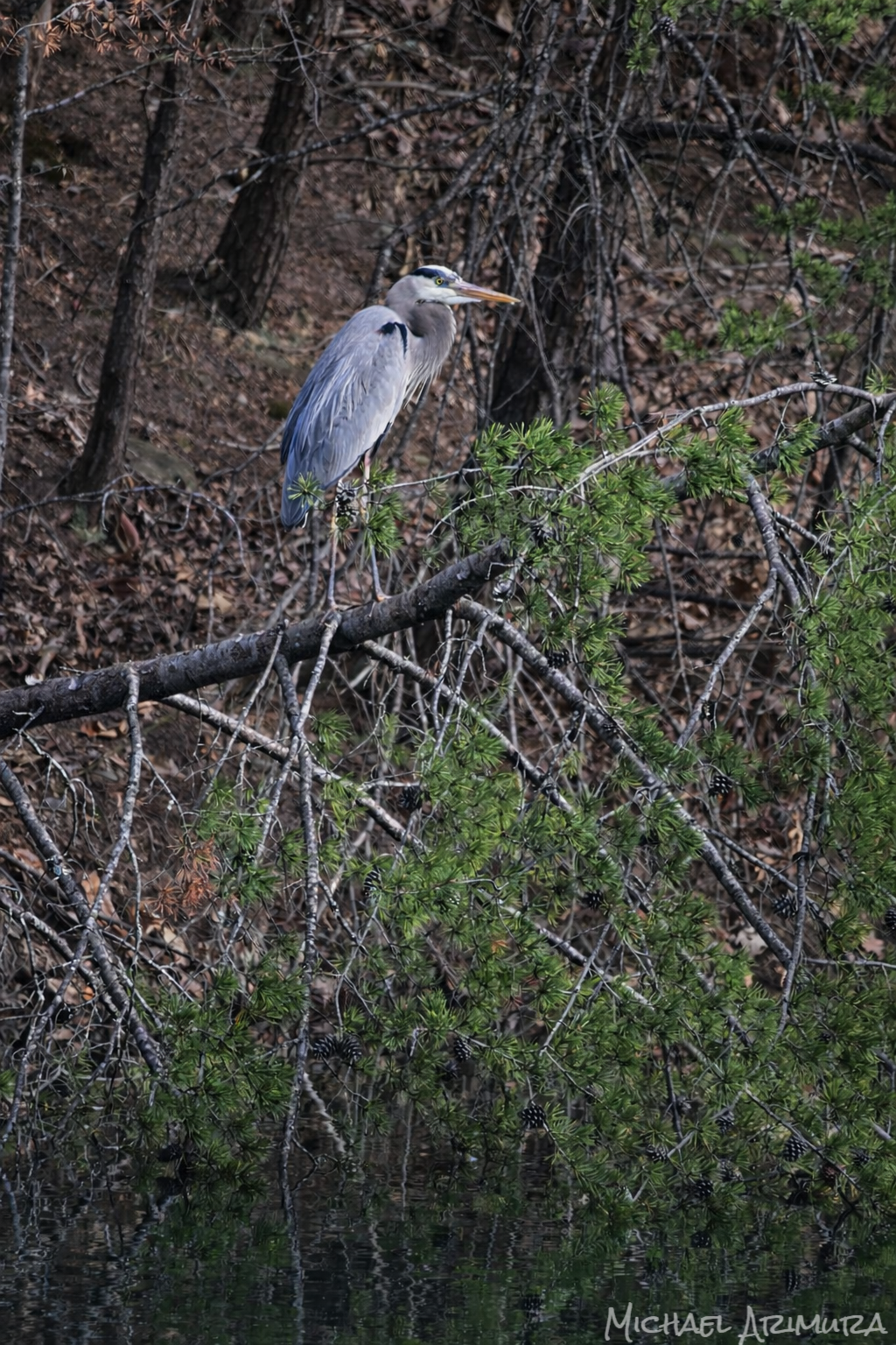 Great Blue Heron Rests on Tree (Digital)