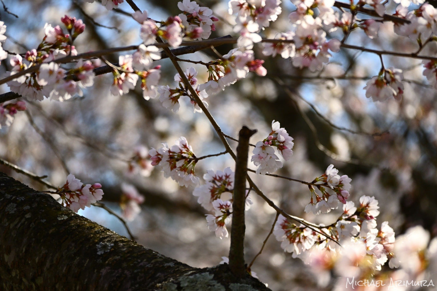 Early Bloom (Digital)