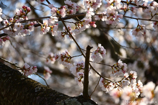 Early Bloom (Digital)