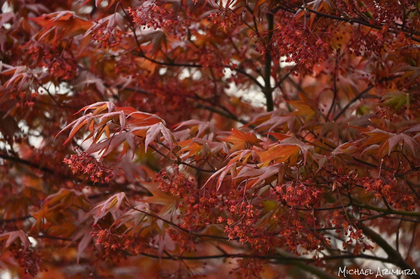 Japanese Maple (Digital)