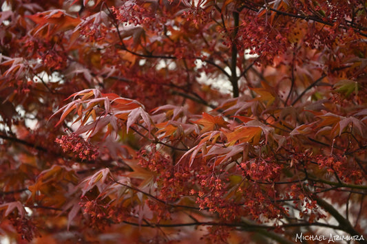 Japanese Maple (Digital)