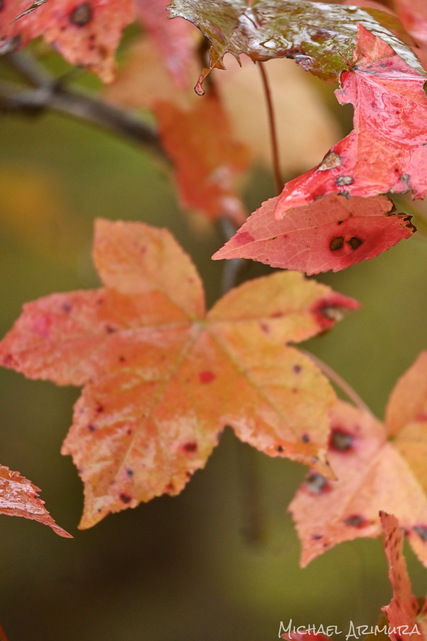 Last of Autumn (Digital)