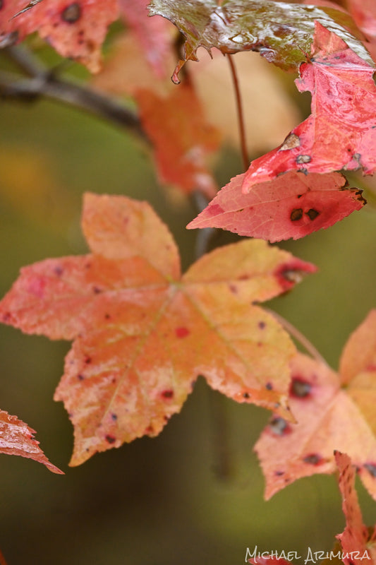 Last of Autumn (Digital)